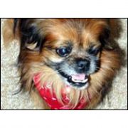 KÖPEĞE KEMOTERAPİ UYGULANIYOR