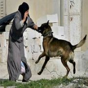  ALLAHU EKBER  DİYENİ ISIR!
