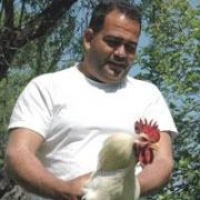 KESİLECEKEN  ANNE   DİYE ÖTEN HOROZ AFFA UĞRADI