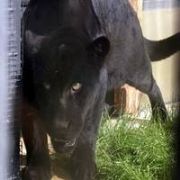 TÜRKİYE NİN İLK SİYAH JAGUAR I