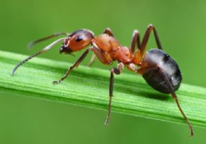 Karıncaları UzaklaştırmanınDoğal YollarI