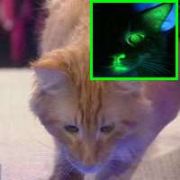 KARANLIKTA YEŞİL RENGE DÖNEN  KEDİ