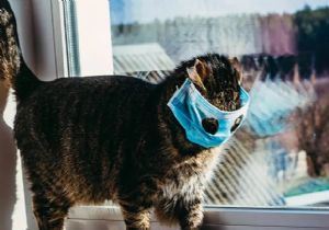Rusya da Bir Kedide Koronavirüs Çıktı!