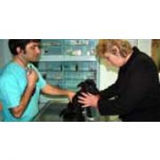 ALANYA DA SAHİBİ ÖLEN KÖPEK, AÇ KALINCA SAHİBİNİ YEDİ