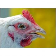 KUŞ GRİBİ VİRÜSÜ H5N1 İN SIRRI ÇÖZÜLDÜ