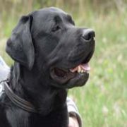 SAMET AYBABA NIN KÖPEĞİNİ ZEHİRLEDİLER!