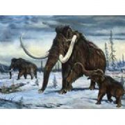 EREĞLİ MAMUT UNUN DİŞİ BULUNDU