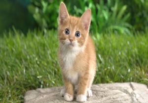 THY Uçağında Kaçak Kedi Paniği