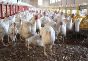 Yumurta Tavukları Kafesten Kurtuluyor