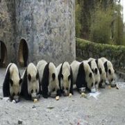 PANDA LARI, PORNO BAĞIMLISI YAPTILAR!