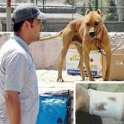 PİTBULL SAHİBİNİN BİLEĞİNİ PARÇALADI
