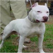 PİTBULL GEZDİRENE 3 BİN YTL CEZA