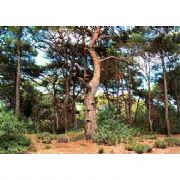 ÇEVRE VE ORMAN BAKANLIĞININ DİKKATİNE... GOLF TESİSİ İÇİN AĞAÇ KATLİAMI YAPILIYOR!!!