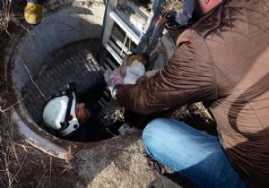 KahramanKazan daYavru Köpek Seferberliği