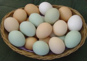 Yumurta üreticileri: Batıyoruz...