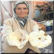 DİKKAT ! BU MANTARI YİYEN İFLAH OLMUYOR