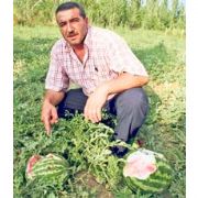 AYILARIN KÖYLÜDEN İNTİKAMI FENA OLDU!