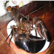 140 YAŞINDAKİ İSTAKOZ PETA SAYESİNDE ÖZGÜR