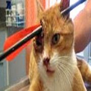 MUCİZE KEDİ