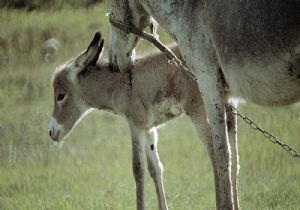 Fazla Kilolulara Eşeğe Binme Yasağı