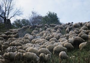 Koyunda Çiçek Hastalığı Alarmı