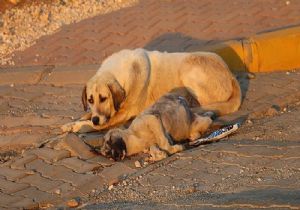 Köpeklerin Kaderi Uygulayıcıların Elinde