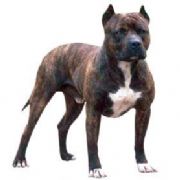 MAYINLI ARAZİYE PİTBULL SALALIM!