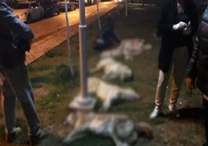 Ankara da Köpek Katliamı!