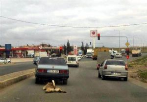 Sosyal Medyayı Ayağa Kaldıran Görüntü