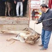 O EŞEK TEN ÖZÜR DİLİYORUM