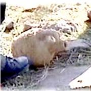 ERGENEKON KAZISINDA ÇIKANLAR OSMANLI DÖNEMİNE AİT