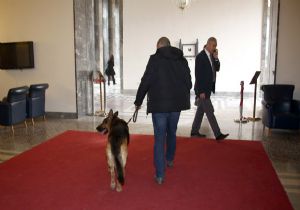 Meclis in Dedektör Köğekleri İş Başında
