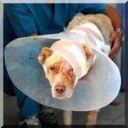 DEDEKTÖR KÖPEKLER TERLEMEDİKLERİ İÇİN ÖLMÜŞ