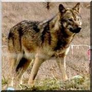  TÜRK KURT  KÖPEĞİ IRKI GELİŞTİRİLDİ..
