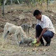 VAHŞİ KURT KANGALLARLA BİRLİKTE YAŞIYOR