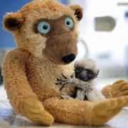 OYUNCAK AYI YI ANNESİ SANAN LEMUR