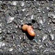 YOL ORTASINDA KOPUK PARMAK!