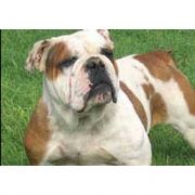 PİTBULL KÖPEĞİ ÇOCUK PARÇALADI