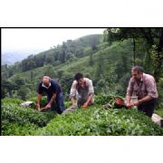 RİZELİ DEN BENZİN LE ÇALIŞAN ÇAY TOPLAMA MAKİNESİ