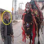 KATİL DEVE NİN CEZASI KESİLDİ  SUCUK  OLACAK