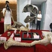 TAVUĞA BENZEYEN DİNAZOR İSKELETİ BULUNDU