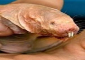 Çin de Yeni Bir Ölümcül Virüs Keşfedildi