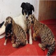 BU KAPLANLARIN ANNESİ BİR KÖPEK! 