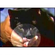 İKİ DİLLİ BEŞPARMAKLI KEDİ!!!