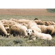 SAHİBİNİN KATİLİNİ YAKALATAN KÖPEK