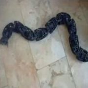 İŞTE İSRAİL İN YENİ SİLAHI