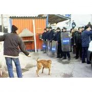 YIKIMA GELEN ZABITALARI PİTBULL KÖPEĞİYLE  KORKUTTU